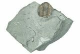 Bargain, Flexicalymene Trilobite Fossil - Indiana #289981-1